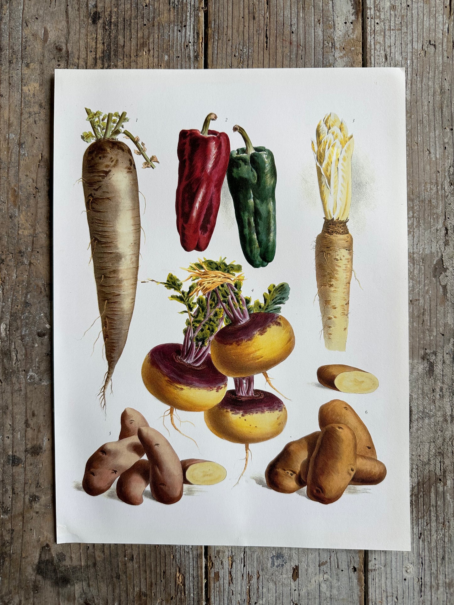 Planches légumes