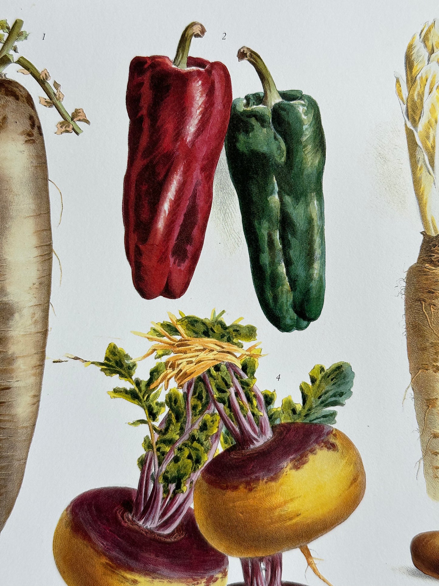 Planches légumes