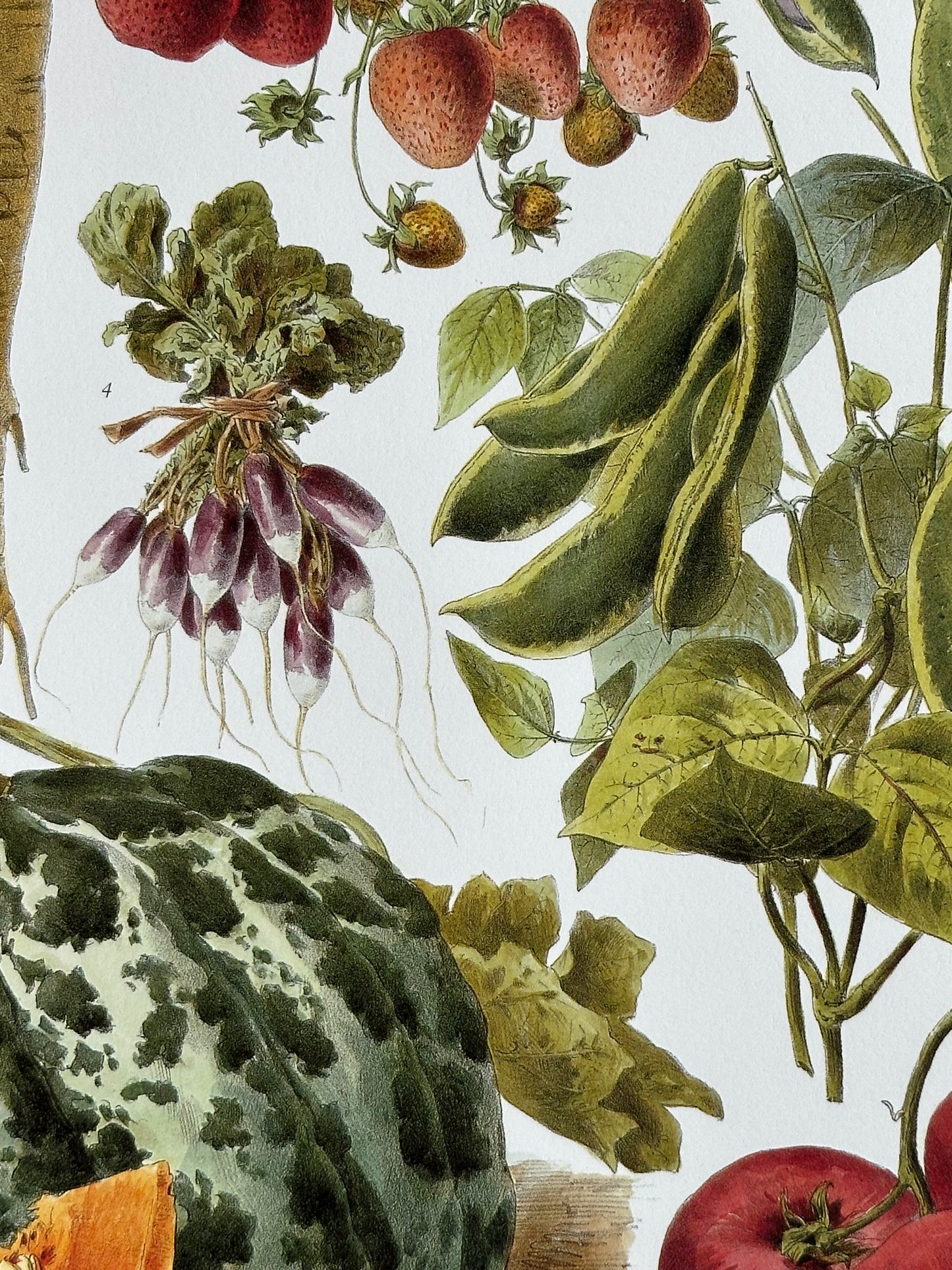 Planche légumes