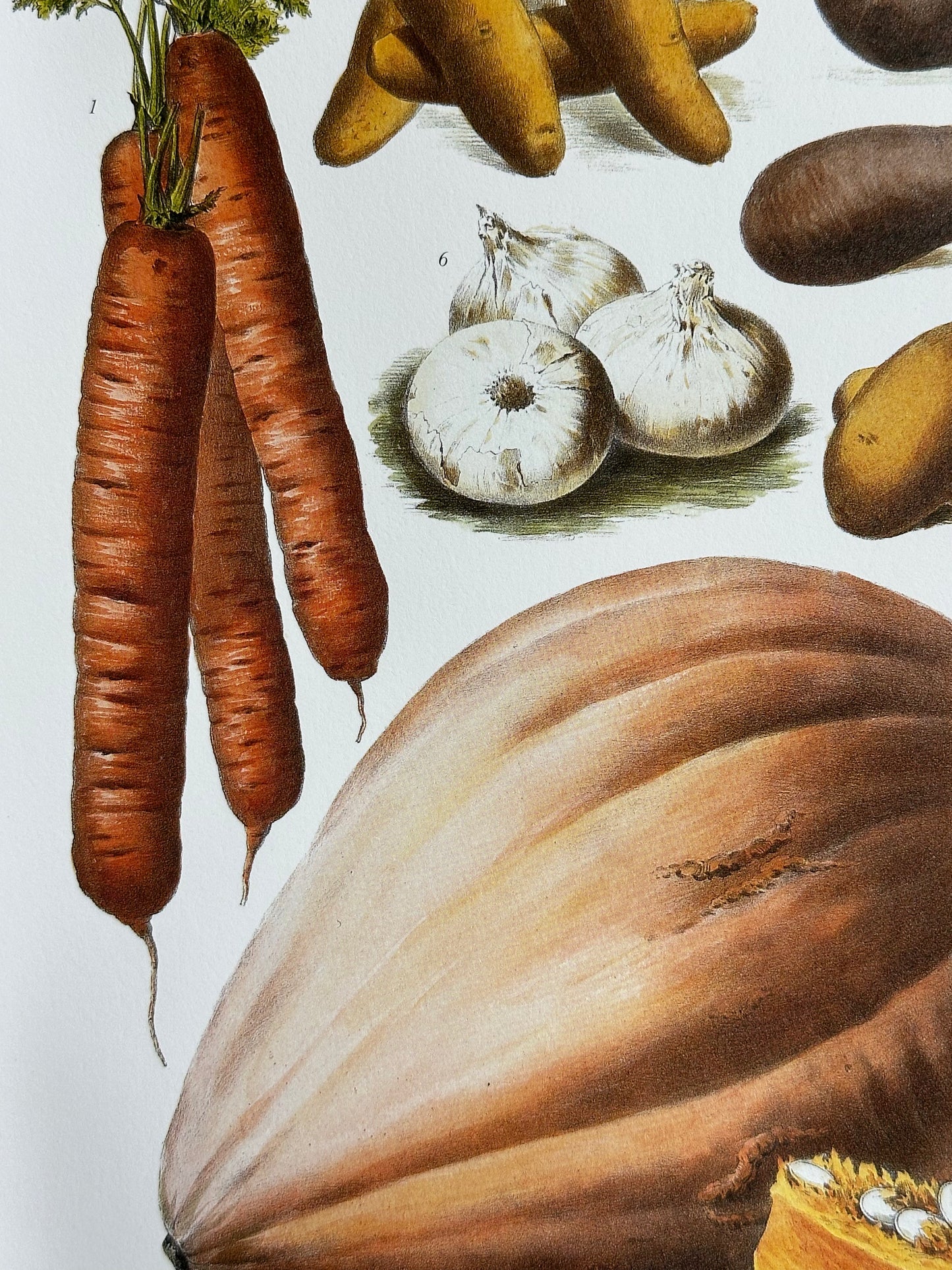 Planche légumes