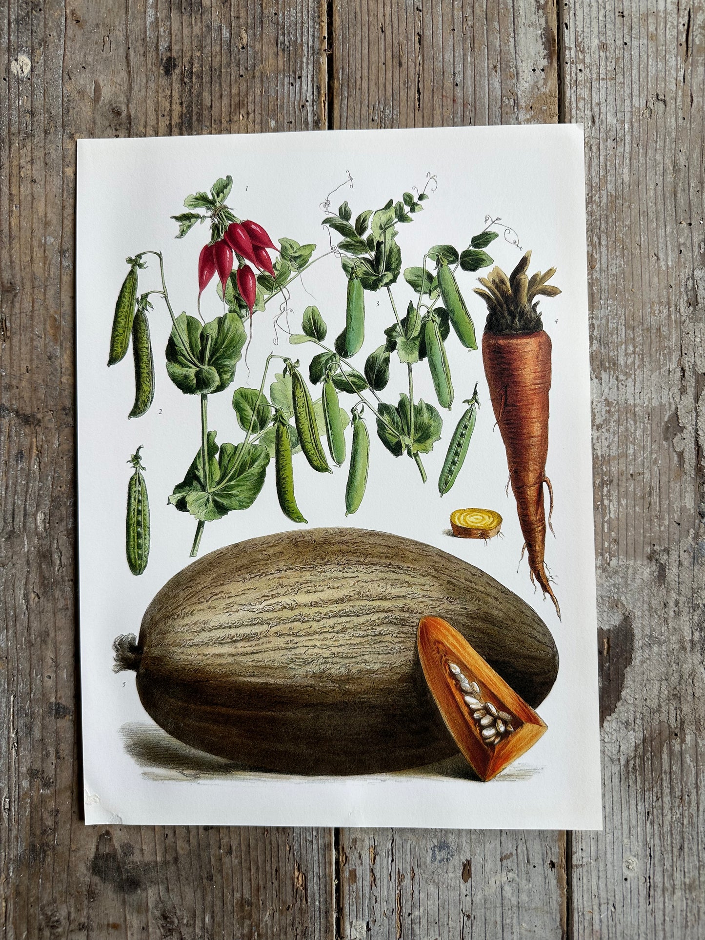 Planche légumes