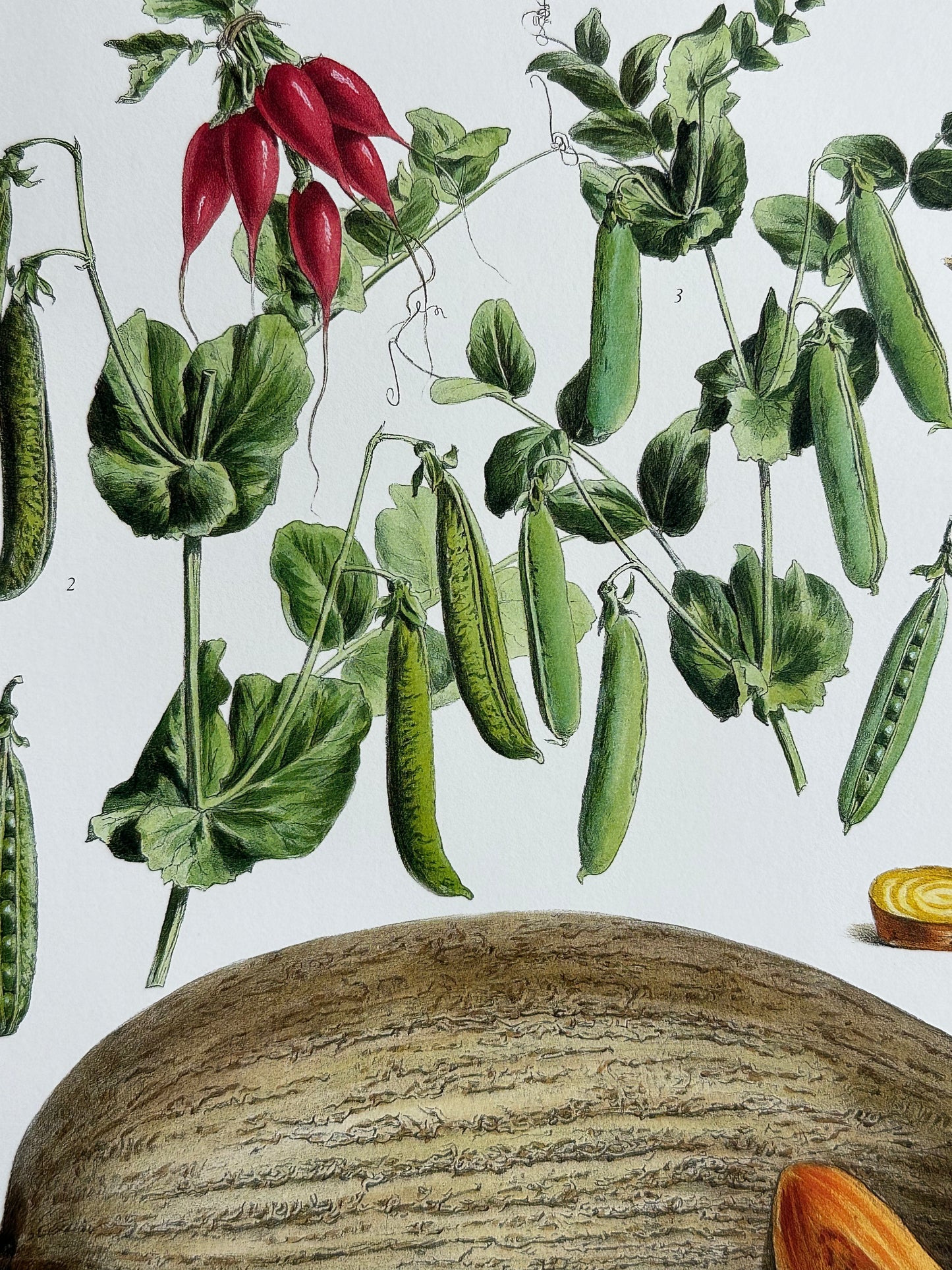 Planche légumes