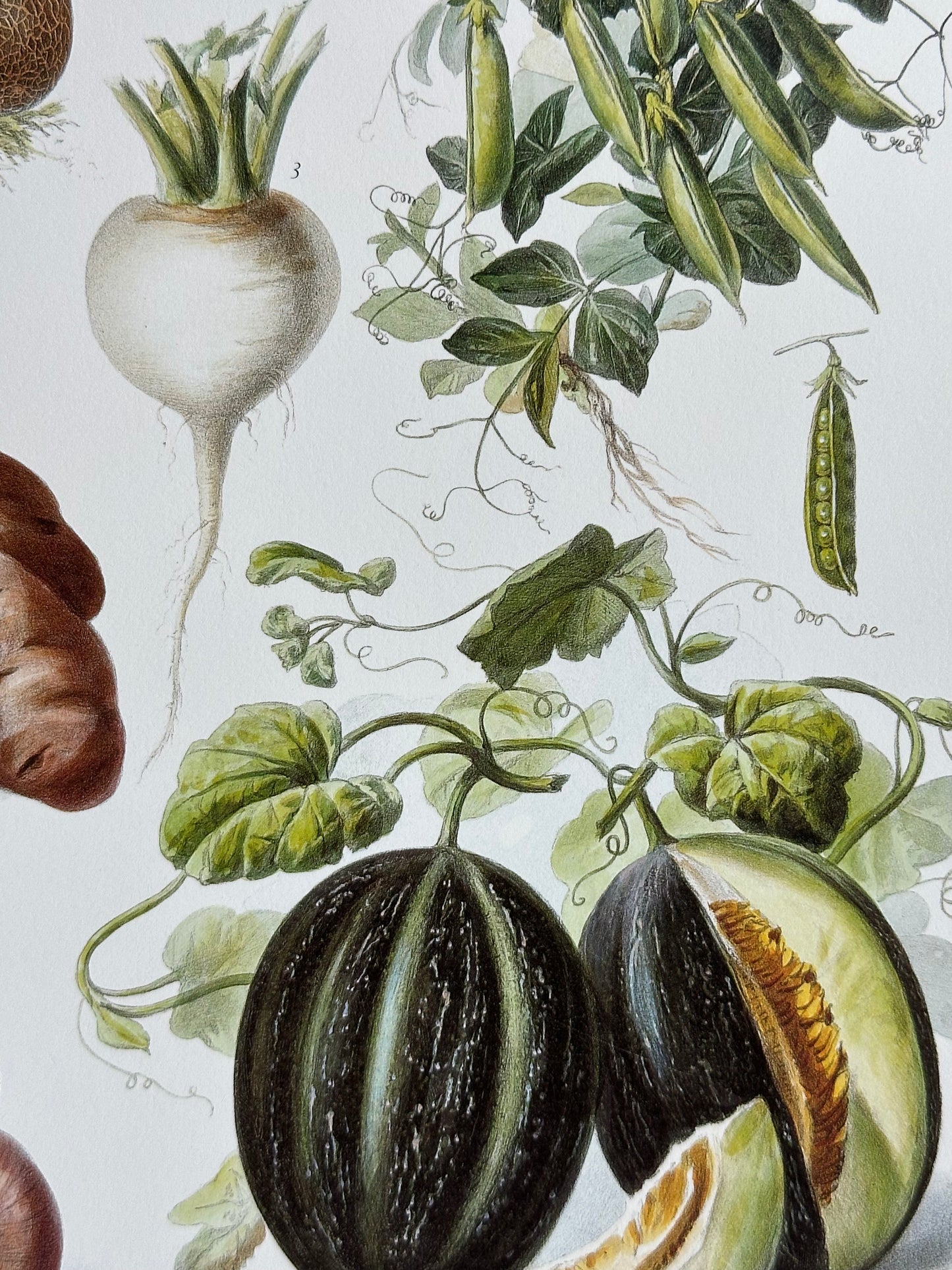 Planche légumes