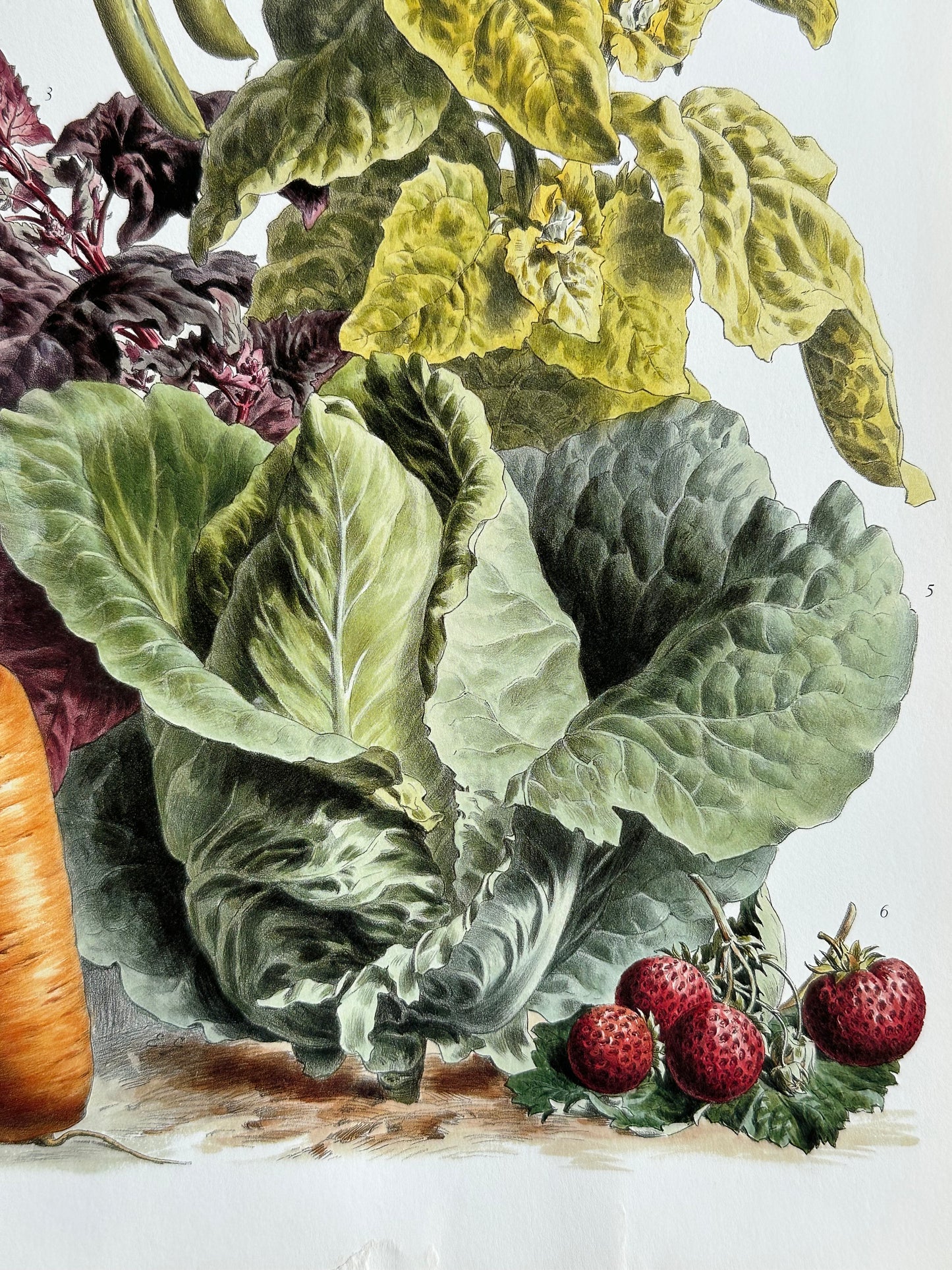 Planche légumes