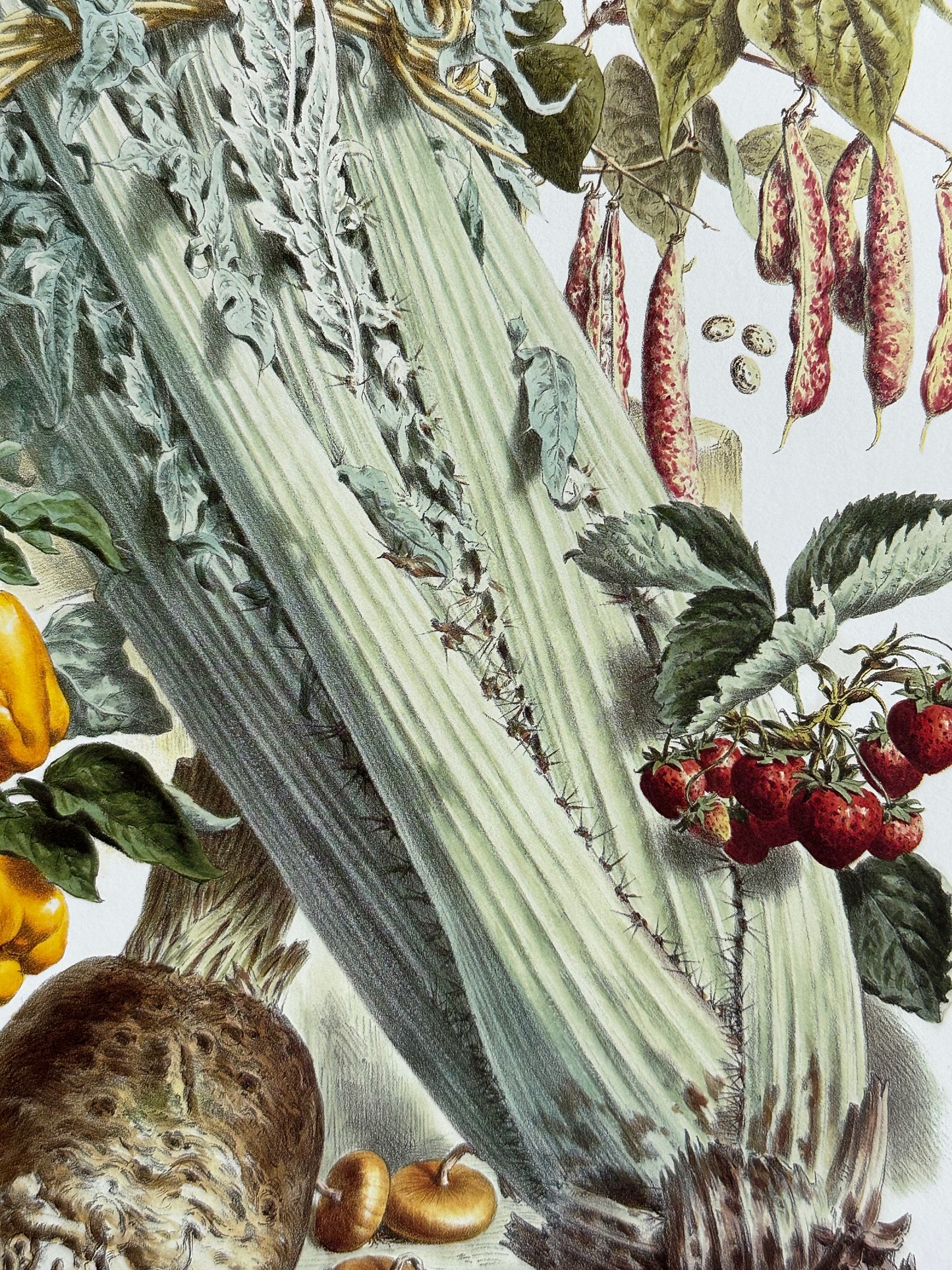 Planche légumes