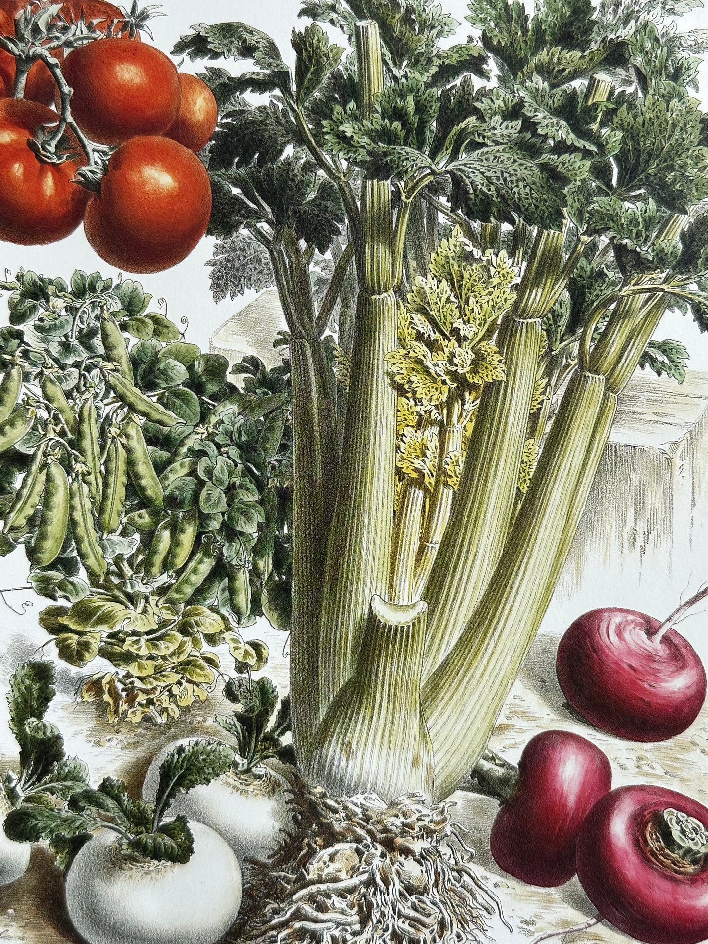 Planche légumes