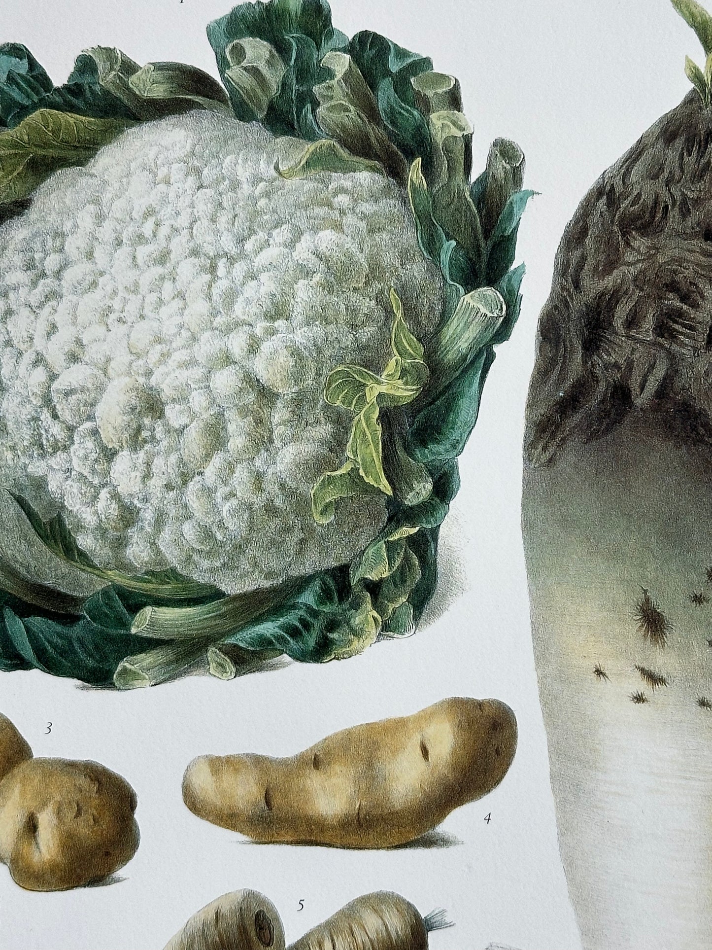 Planche légumes