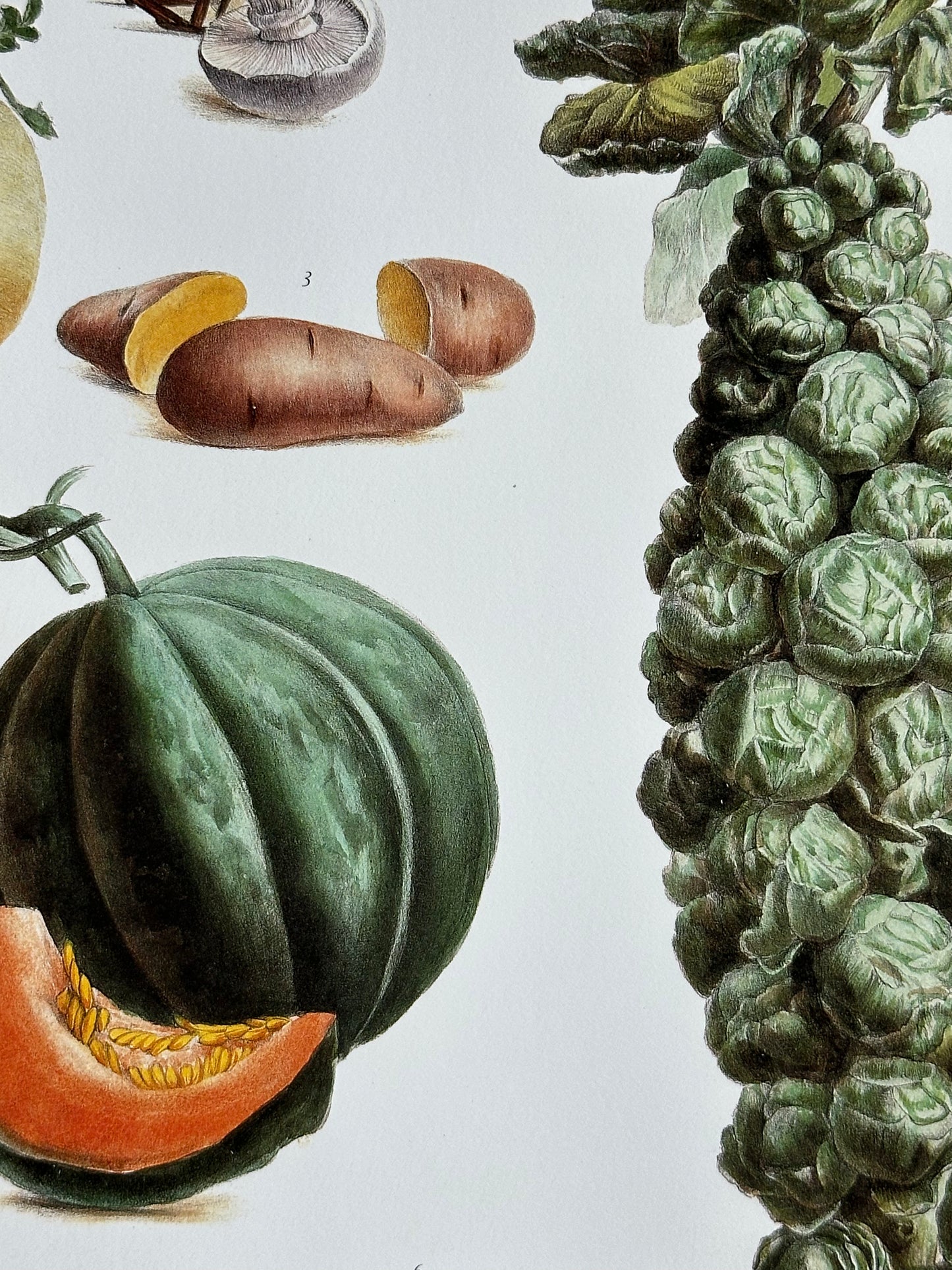 Planche légume
