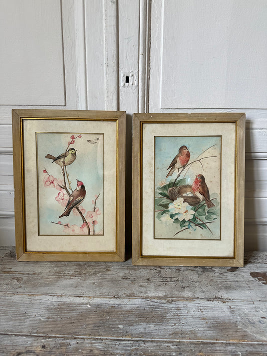 Aquarelles aux oiseaux