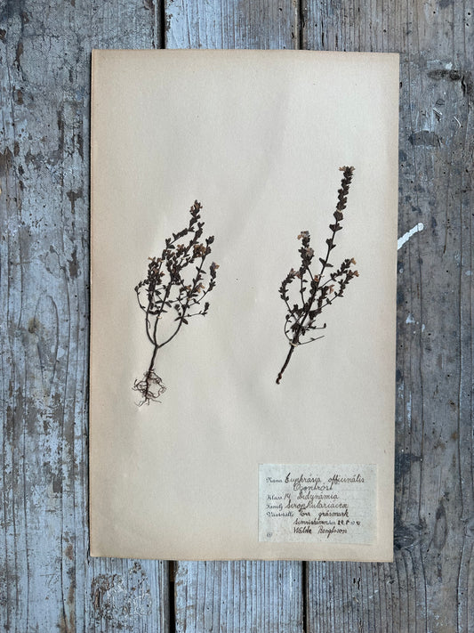 Herbier