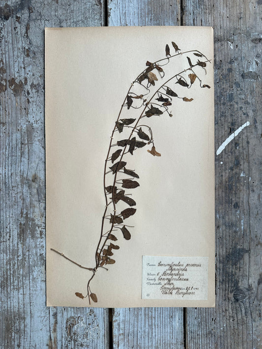 Herbier