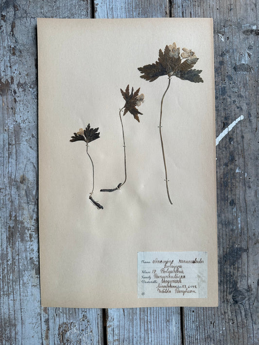 Herbier
