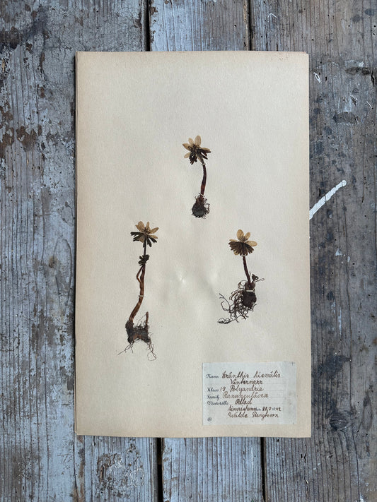 Herbier
