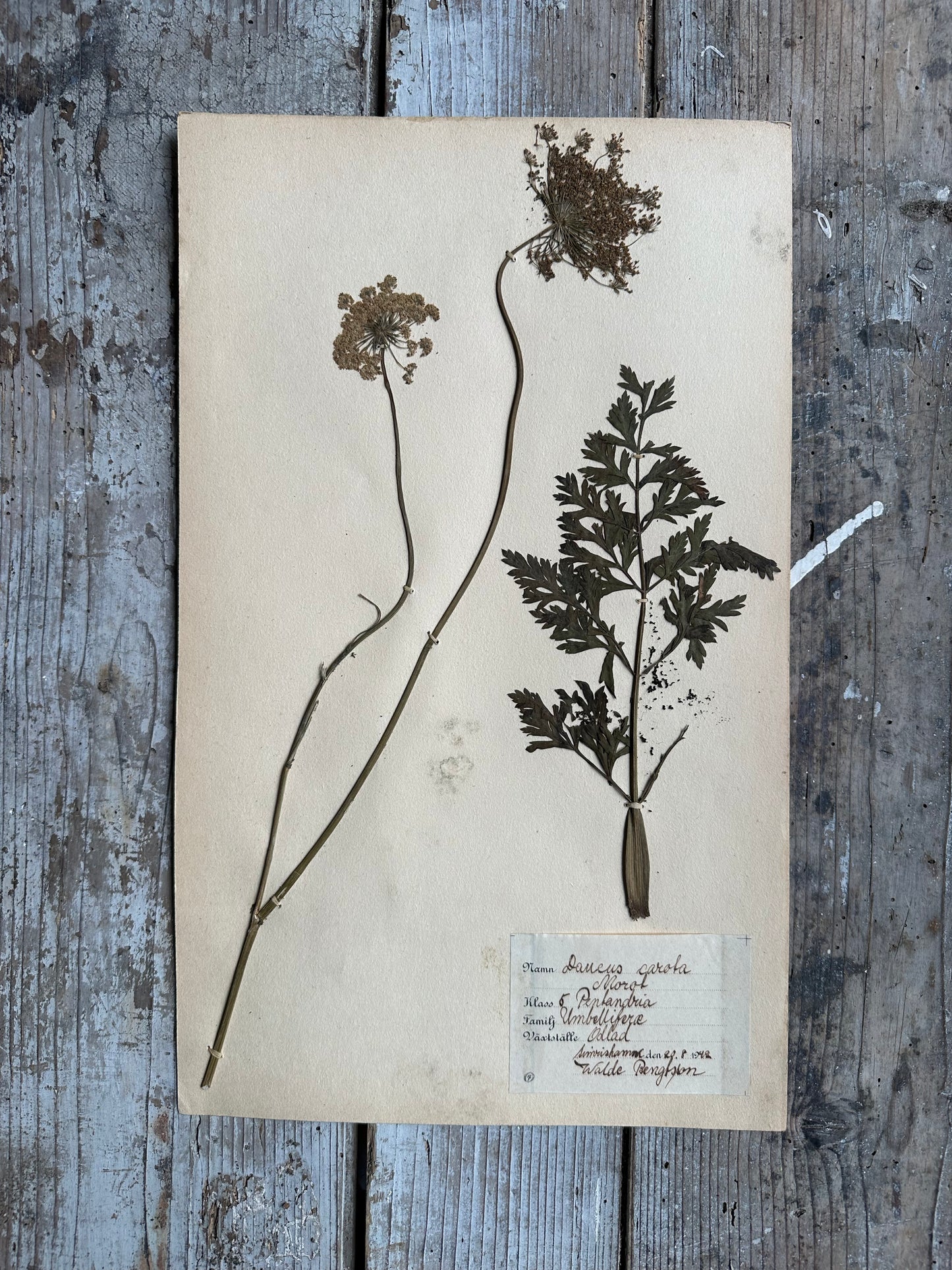 Herbier