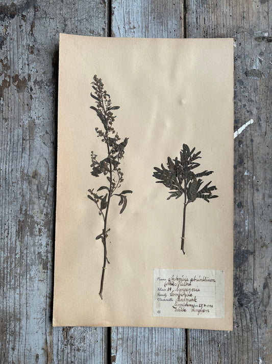 Herbier