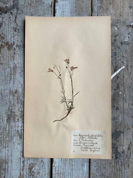 Herbier