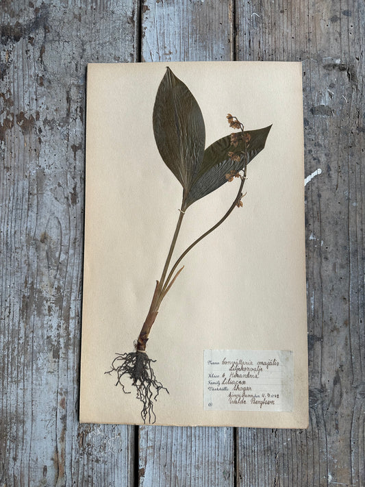 Herbier