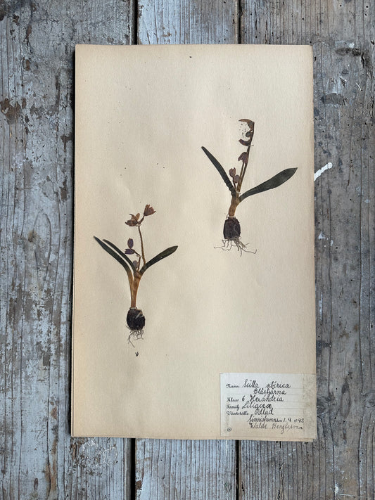 Herbier