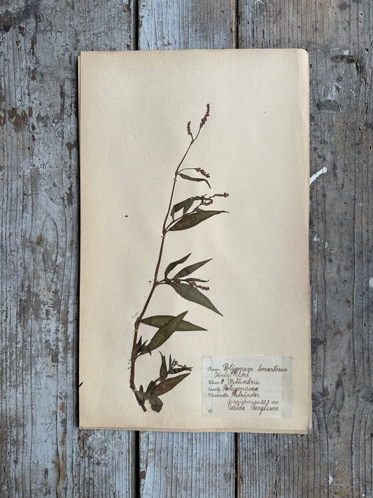 Herbier