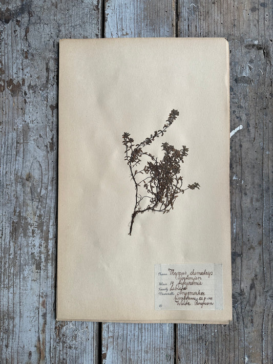 Herbier