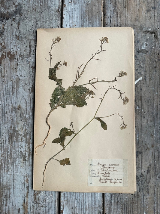 Herbier