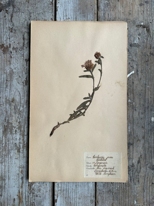 Herbier