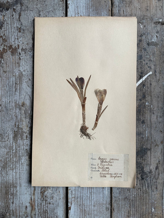 Herbier
