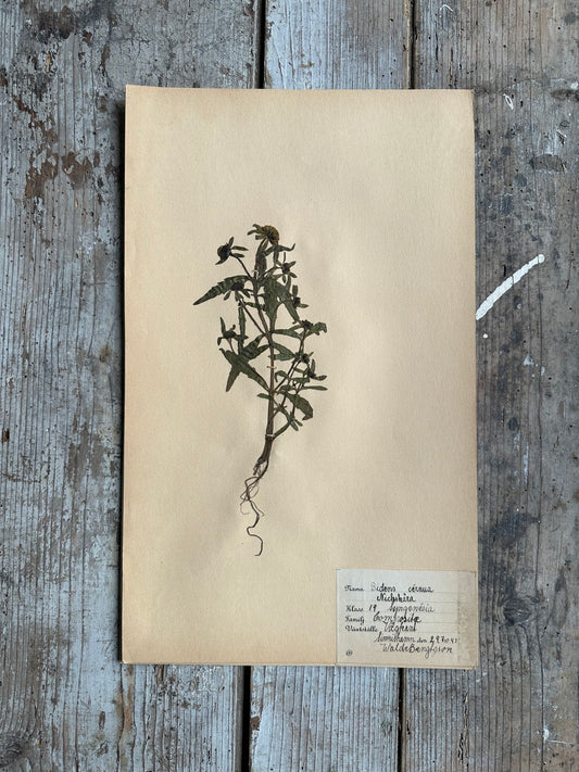 Herbier