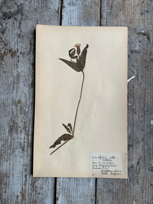 Herbier