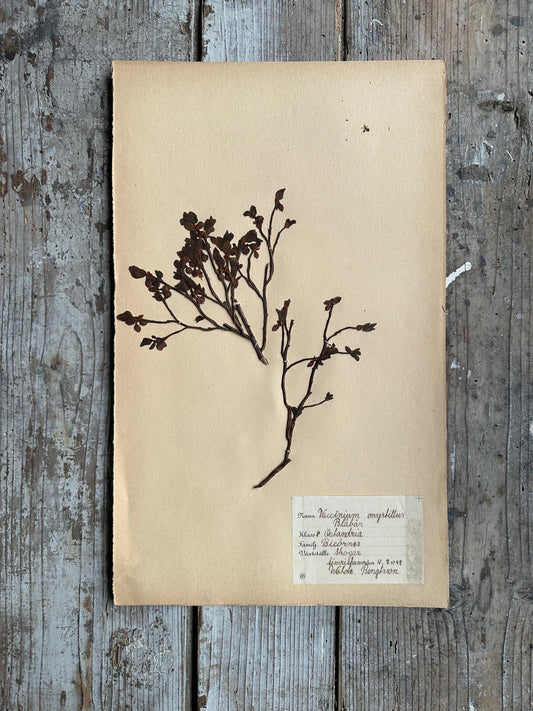 Herbier