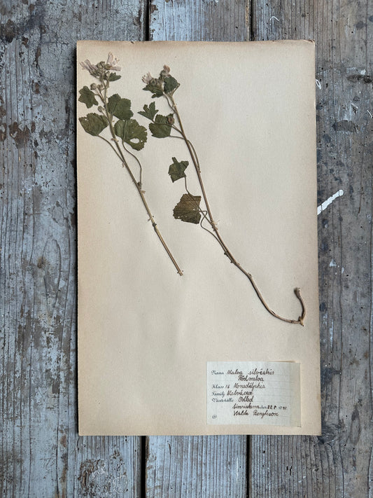 Herbier