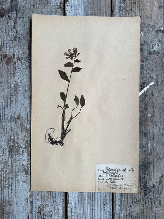 Herbier
