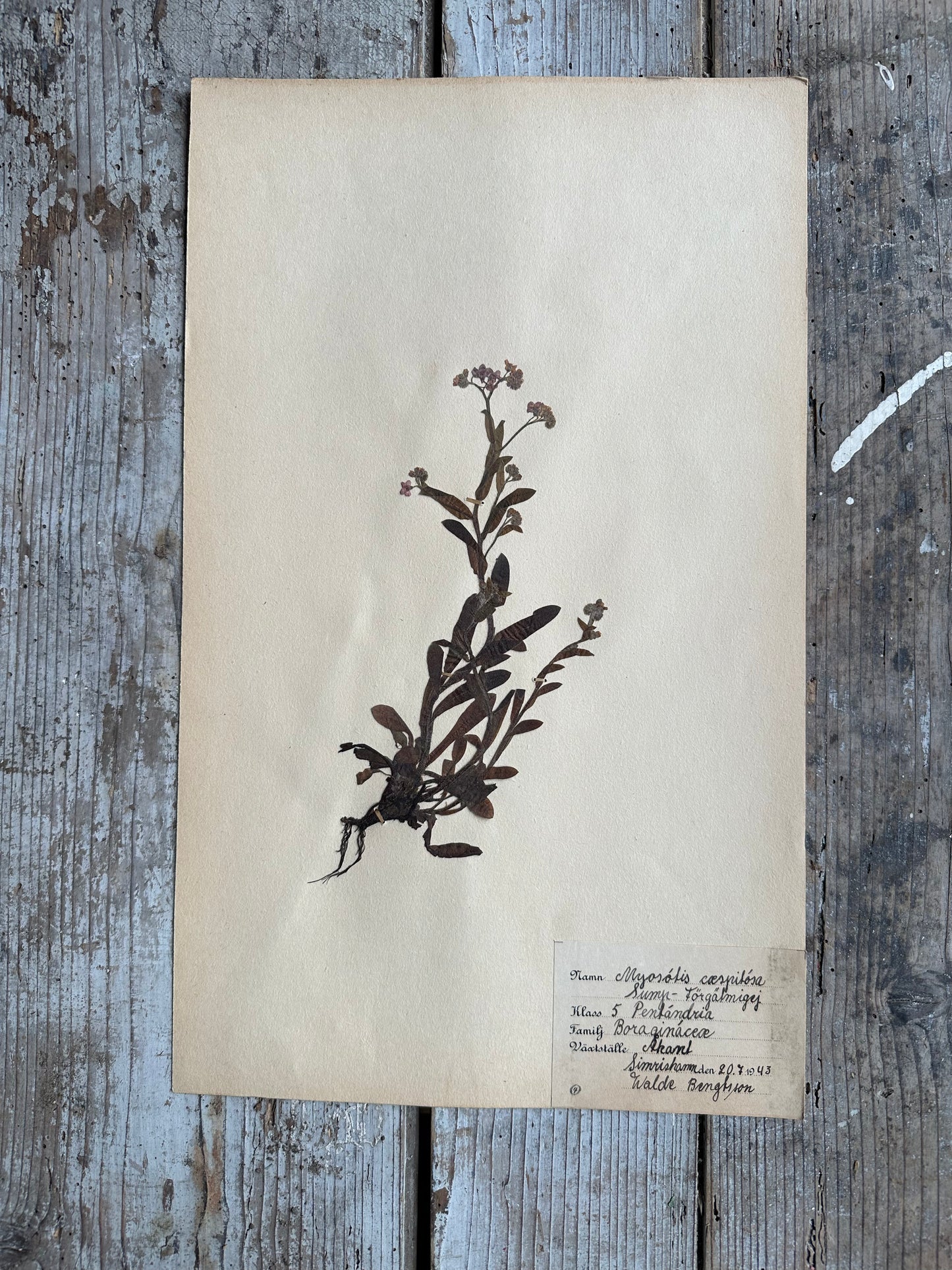 Herbier
