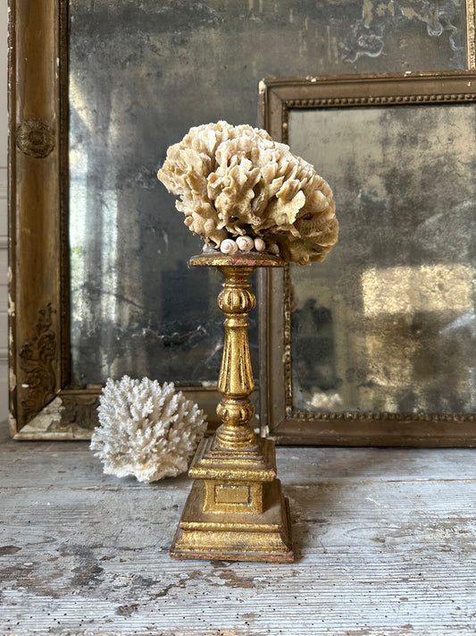 Corail beige
