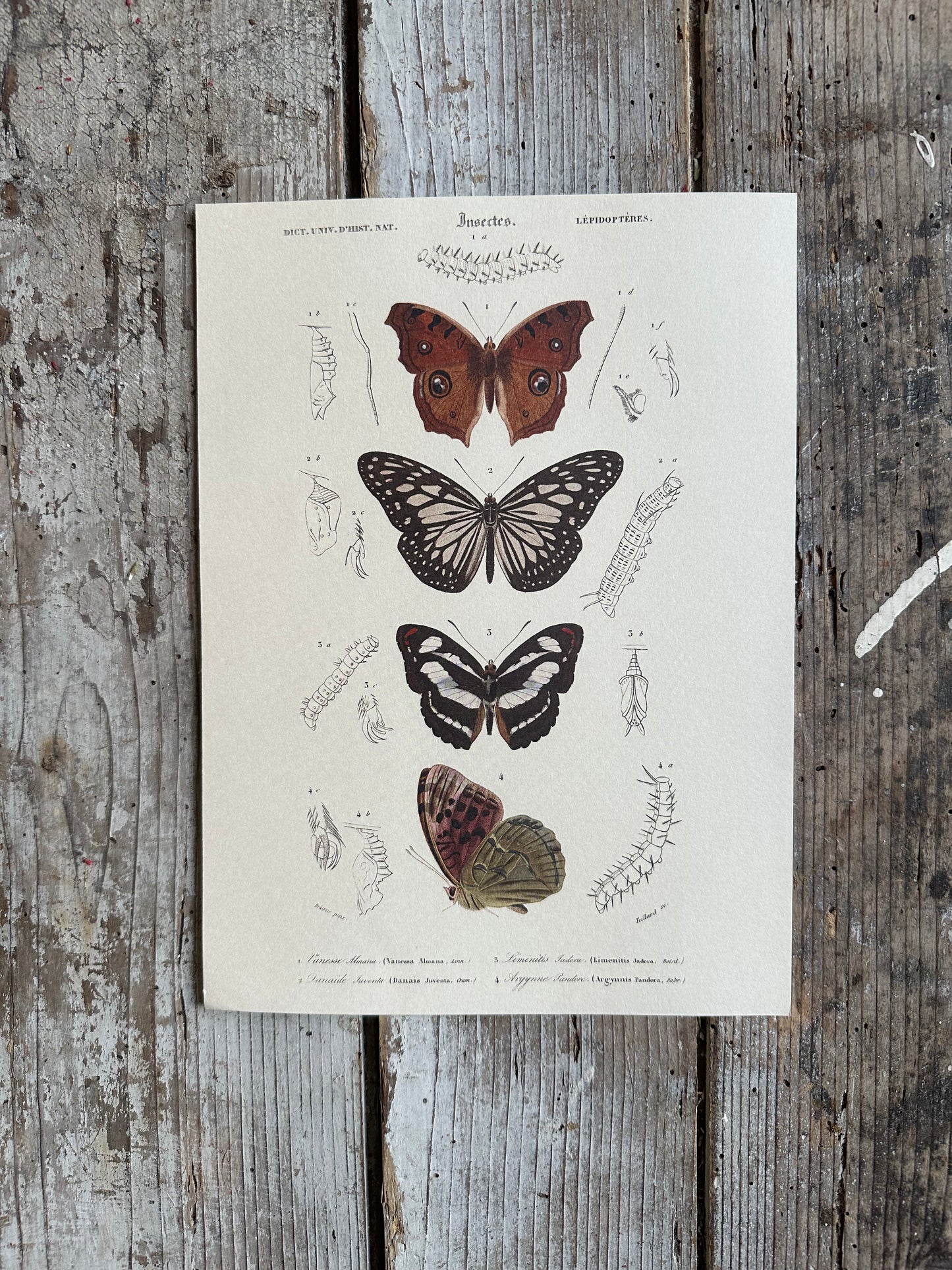 Planche papillon