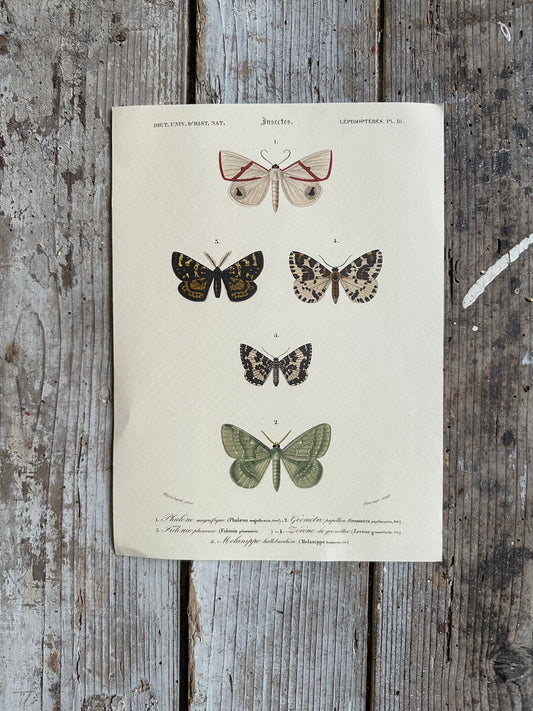 Planche papillons