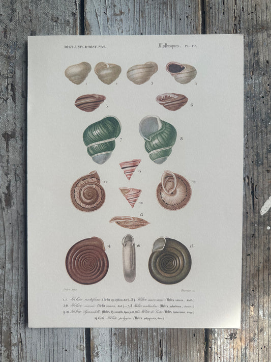 Planche coquillages