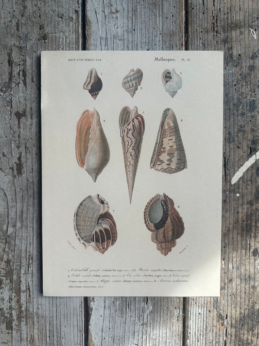 Planche coquillages