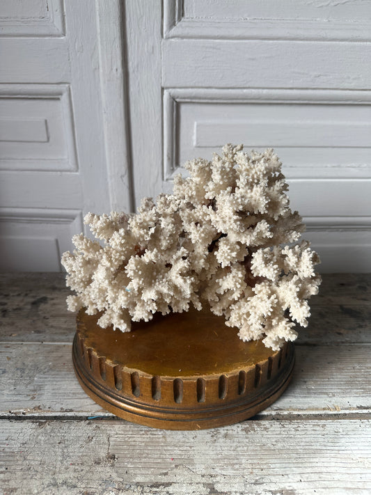 Corail sur socle