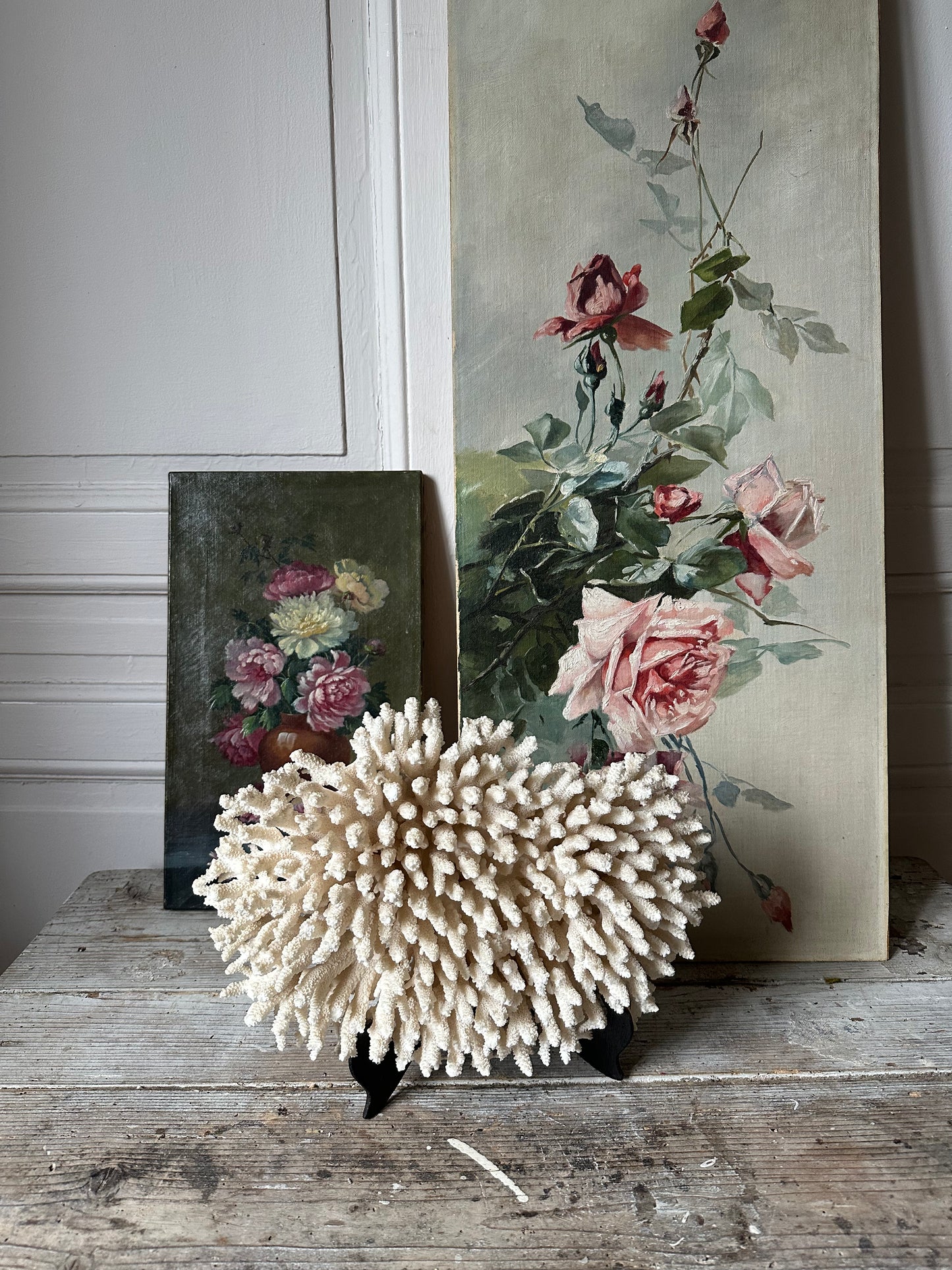 Corail blanc