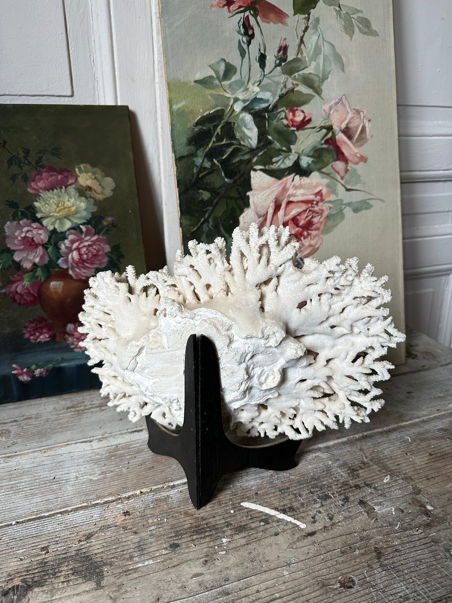 Corail blanc
