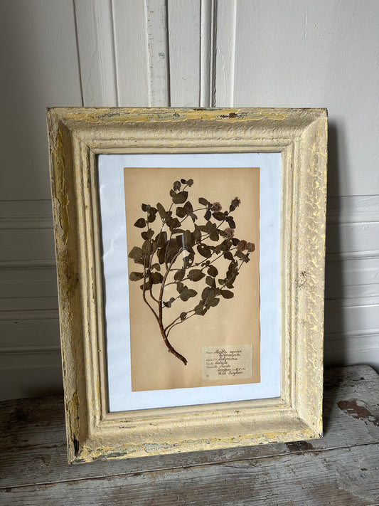 Herbier encadré