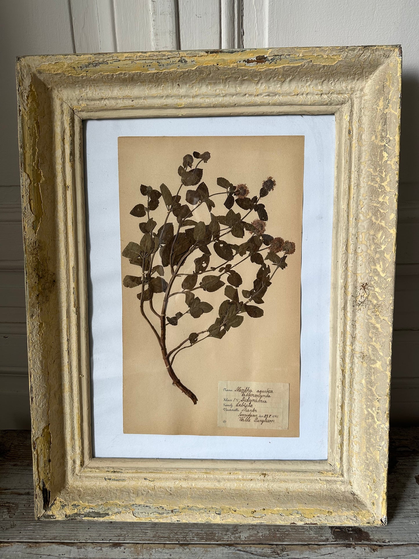 Herbier encadré