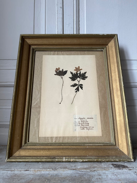 Herbier encadré