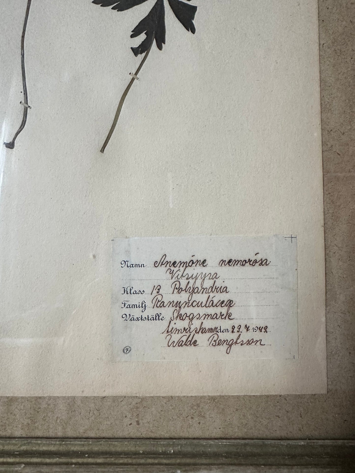 Herbier encadré