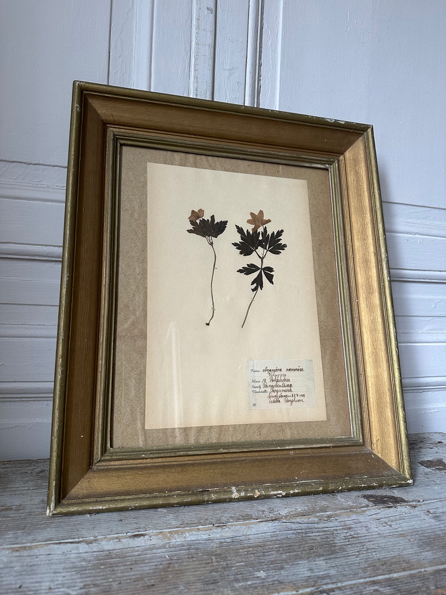 Herbier encadré