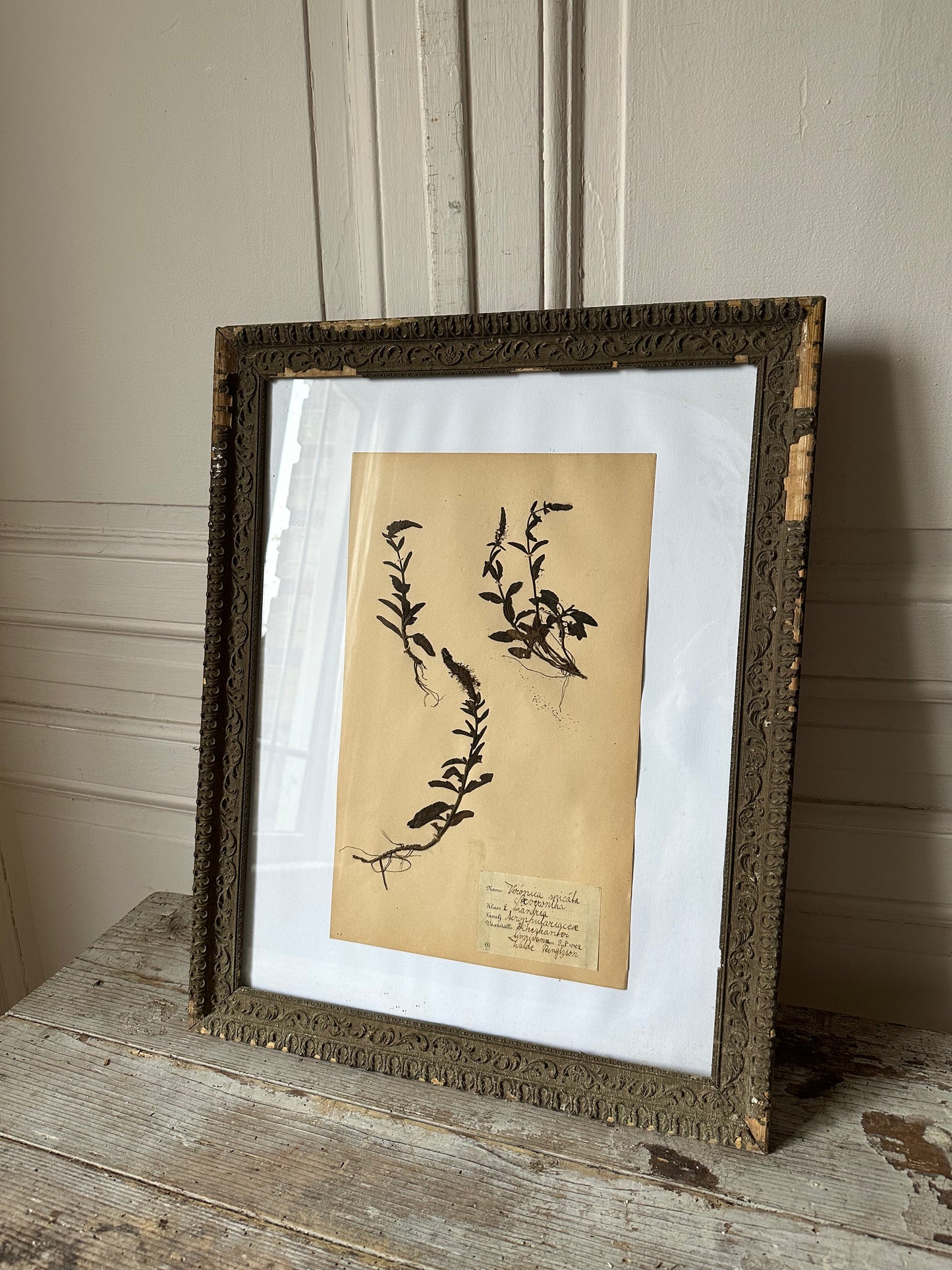 Herbier encadré