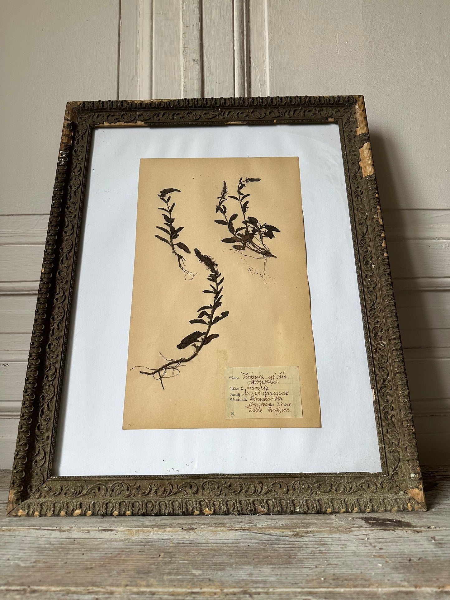Herbier encadré