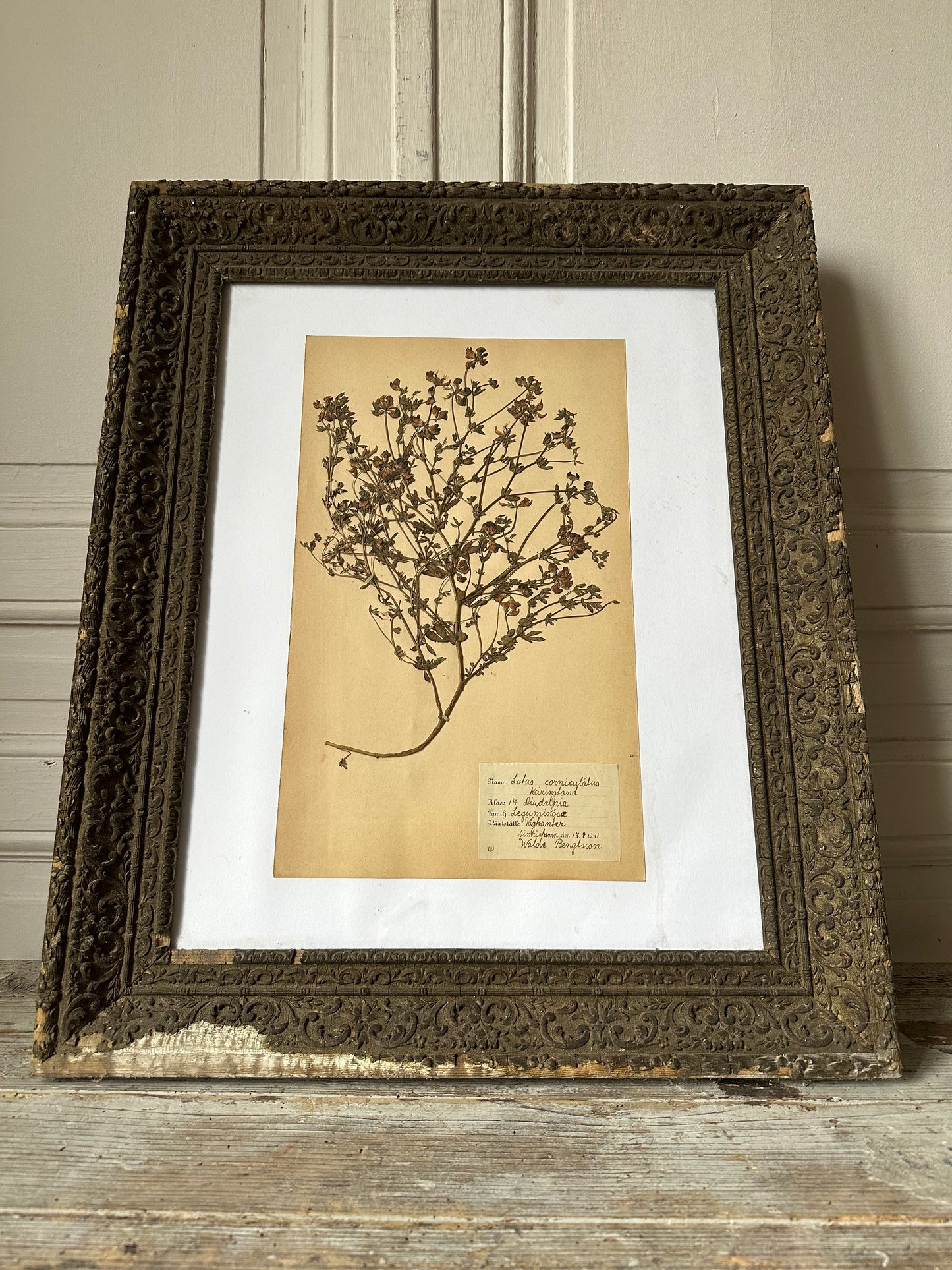 Herbier encadré