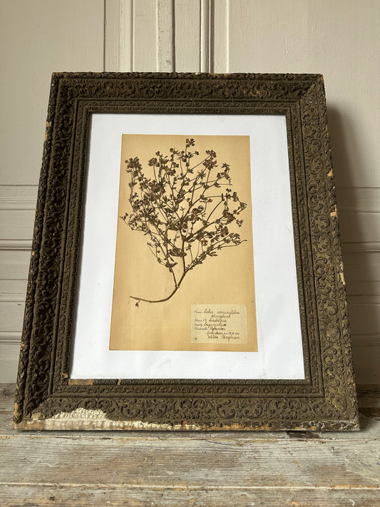 Herbier encadré